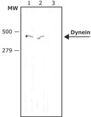 Anti-Dynein Heavy chain antibody [440.4] used in Western Blot (WB). GTX26305